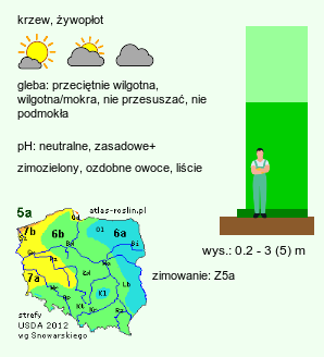 wymagania uprawowe Taxus cuspidata (cis japoński)