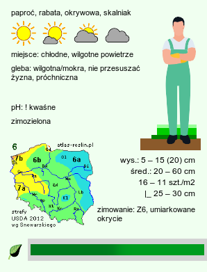 wymagania uprawowe Blechnum penna-marina (podrzeń nadmorski)