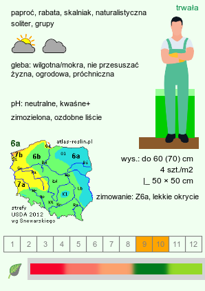 wymagania uprawowe Dryopteris erythrosora (nerecznica czerwonozawijkowa)