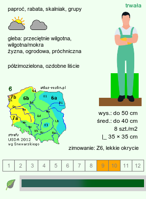 wymagania uprawowe Dryopteris sieboldii (nerecznica Siebolda)