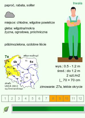 wymagania uprawowe Dryopteris wallichiana (nerecznica Wallicha)