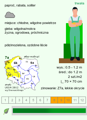 wymagania uprawowe Dryopteris wallichiana (nerecznica Wallicha)