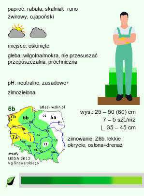 wymagania uprawowe Polystichum falcatum var. fortunei (paprotnik sierpowaty odm. Fortune'a)