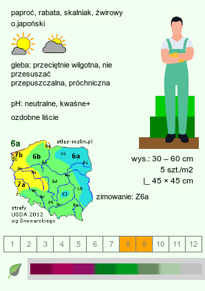 wymagania uprawowe Athyrium niponicum (wietlica japońska)