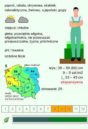 wymagania uprawowe Adiantum pedatum (niekropień stopowaty)