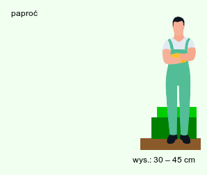 wymagania uprawowe Adiantum venustum (niekropień wdzięczny)