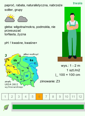 wymagania uprawowe Osmunda regalis (długosz królewski)