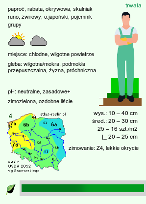 wymagania uprawowe Asplenium scolopendrium (języcznik zwyczajny)