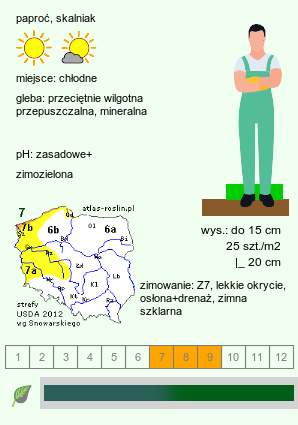 wymagania uprawowe Asplenium ceterach (zanokcica śledzionka)