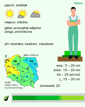 wymagania uprawowe Asplenium trichomanes (zanokcica skalna)