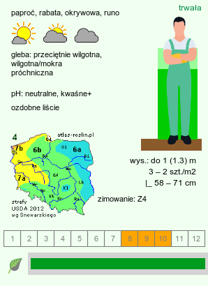 wymagania uprawowe Dryopteris affinis agg. (nerecznica mocna agg.)