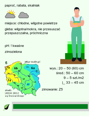 wymagania uprawowe Blechnum spicant (podrzeń żebrowiec)