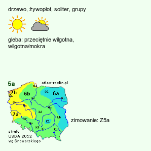 wymagania uprawowe Ulmus glabra (wiąz górski)