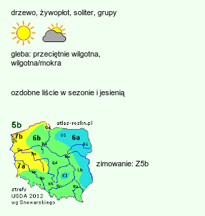 wymagania uprawowe Ulmus ×hollandica (wiąz holenderski)