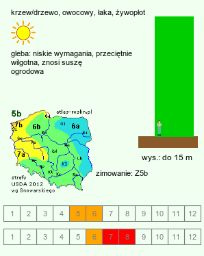 wymagania uprawowe Morus alba (morwa biała)