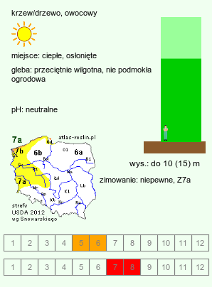 wymagania uprawowe Morus nigra (morwa czarna)