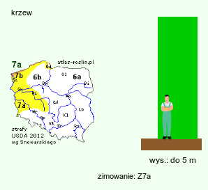 wymagania uprawowe Maclura pomifera (żółtnica pomarańczowa)