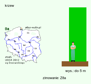 wymagania uprawowe Ficus carica (figowiec właściwy)