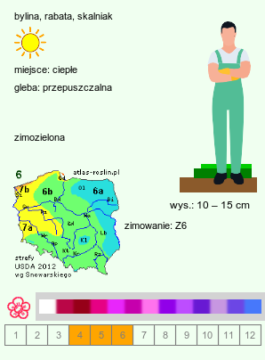 wymagania uprawowe Aubrieta gracilis (żagwin drobny)