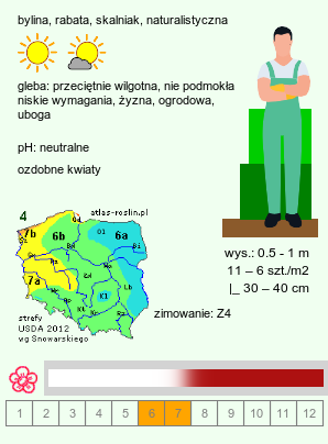 wymagania uprawowe Lychnis chalcedonica (firletka chalcedońska)