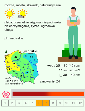 wymagania uprawowe Lychnis ×arkwrightii (firletka Arkwrighta)