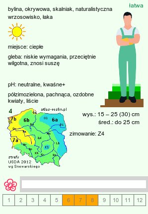 wymagania uprawowe Dianthus arenarius (goździk piaskowy)