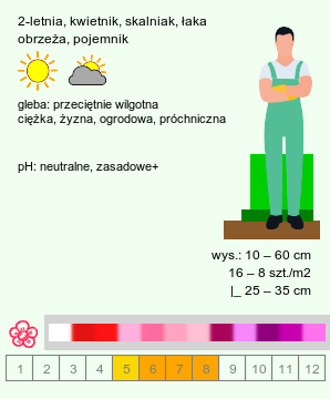 wymagania uprawowe Dianthus barbatus ssp. barbatus (goździk brodaty)