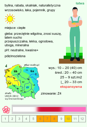 wymagania uprawowe Dianthus deltoides (goździk kropkowany)