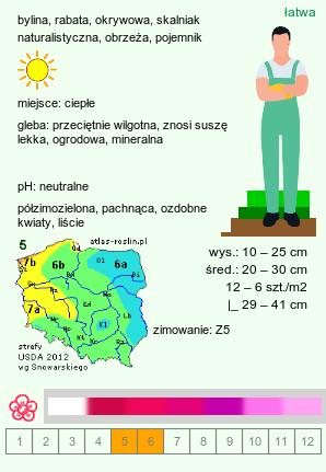 wymagania uprawowe Dianthus gratianopolitanus (goździk siny)