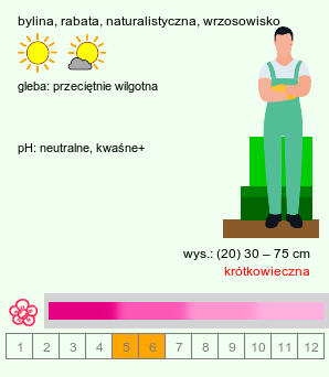 wymagania uprawowe Viscaria vulgaris (smółka pospolita)