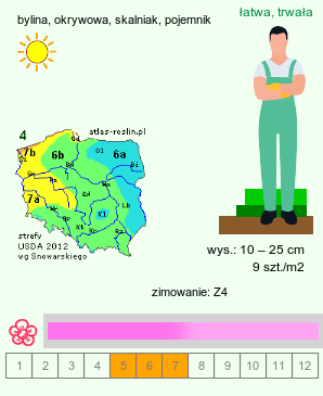 wymagania uprawowe Saponaria ocymoides (mydlnica bazyliowata)