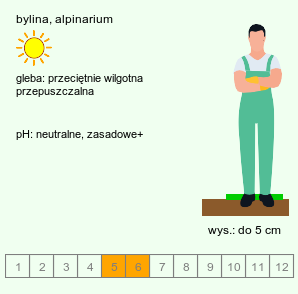 wymagania uprawowe Saponaria pumilio