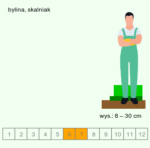 wymagania uprawowe Minuartia kitaibelii (mokrzyca Kitaibela)