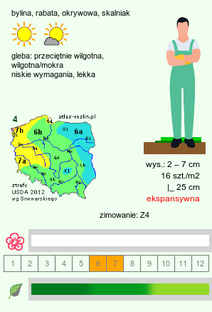 wymagania uprawowe Sagina subulata (karmnik ościsty)