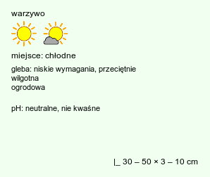 wymagania uprawowe Beta vulgaris ssp. vulgaris var. conditiva (burak ćwikłowy)