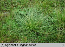 Carex secalina (turzyca żytowa)