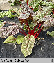 Beta vulgaris var. cicla (burak liściowy)