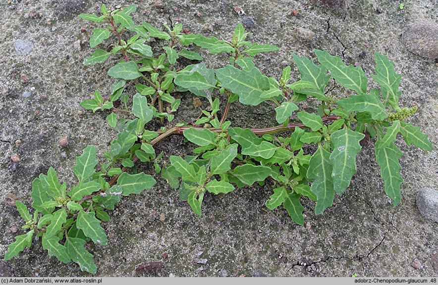 Chenopodium glaucum