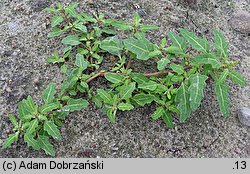 Chenopodium glaucum