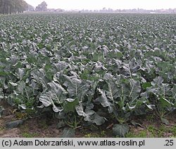 Brassica oleracea var. italica