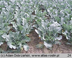 Brassica oleracea var. italica