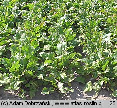 Beta vulgaris