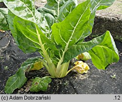 Beta vulgaris var. cicla (burak liściowy)