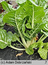 Beta vulgaris var. cicla (burak liściowy)