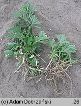 Artemisia campestris