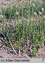 Allium ascalonicum (czosnek szalotka)