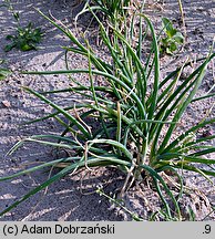 Allium ascalonicum (czosnek szalotka)