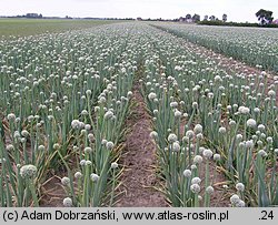 Allium cepa (czosnek cebula)