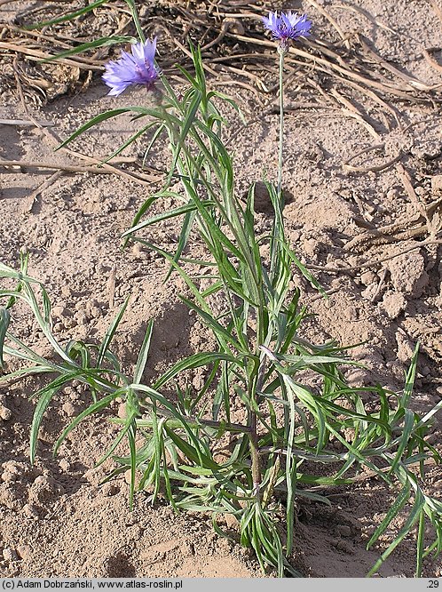 Centaurea cyanus (chaber bławatek)