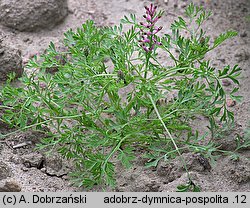 Fumaria officinalis s.l. (dymnica pospolita)